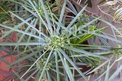 Cyperus alternifolius